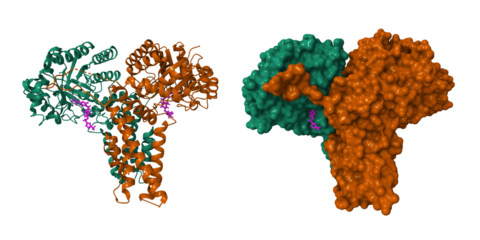 Structure of the O-GlcNAcase (OGA) inhibitor complex for the treatment of Alzheimer's disease. 3D cartoon and molecular surface models, pdb 9ba8, chain id color scheme