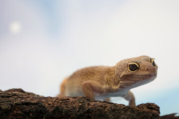 Leopard Gecko on bokeh background