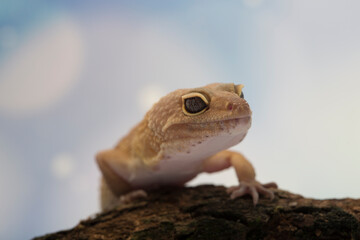 Leopard Gecko on bokeh background