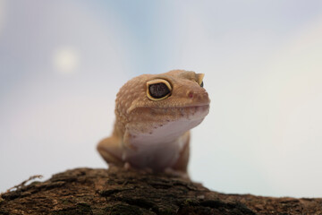 Leopard Gecko on bokeh background