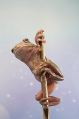 Dumpy frog litoria caerulea on branch, amphibian closeup