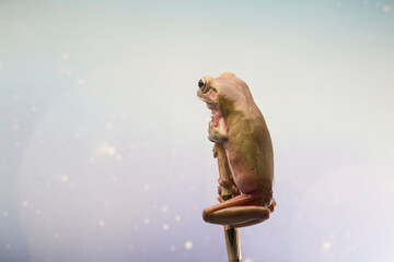 Dumpy frog litoria caerulea on branch, amphibian closeup