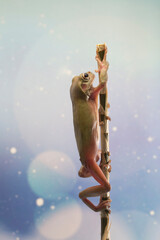 Dumpy frog litoria caerulea on branch, amphibian closeup