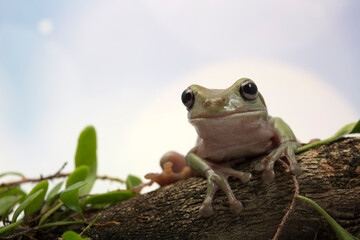 Dumpy frog litoria caerulea on branch, amphibian closeup