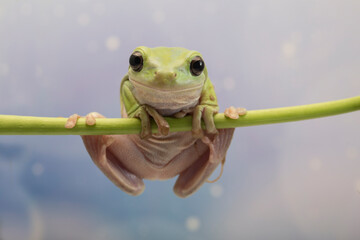 Dumpy frog litoria caerulea on branch, amphibian closeup
