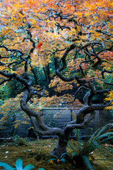 Colorful Japanese Maple tree and the fence scenic landscape at Portland Japanese garden in Oregon.