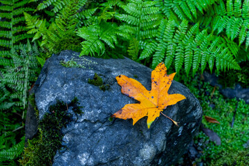Single yellow Maple leaf on a rock with green Fern plants in a rainforest, nature concept.