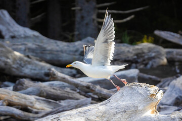 Close-Up of Seagull with Driftwood on Coastline