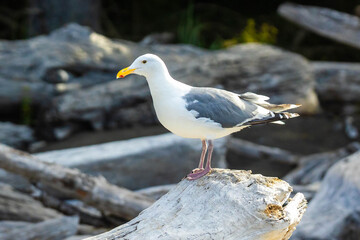 Close-Up of Seagull with Driftwood on Coastline