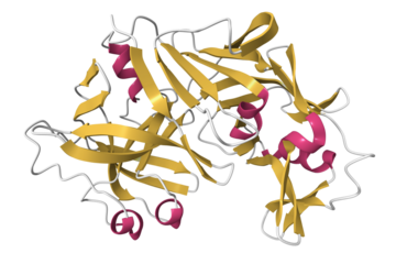 Structure of recombinant bovine chymosin. 3D cartoon model, pdb 1cms, secondary structure color scheme