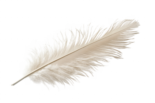 Delicate white feather isolated on black isolated on a transparent background - Powered by Adobe