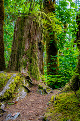 Lush Green Moss Forest at Wallace Falls