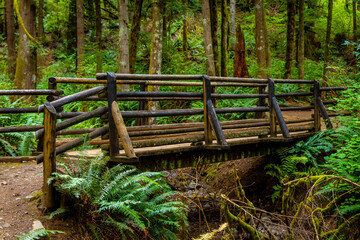 Naklejka premium Lush Green Moss Forest at Wallace Falls