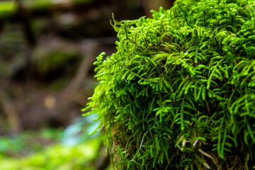 Close-Up of Green Emerald Moss of Healthy Forest