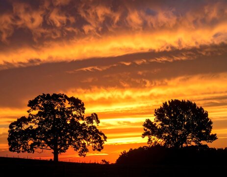 Silhouetted trees against a vivid, fiery sunset sky