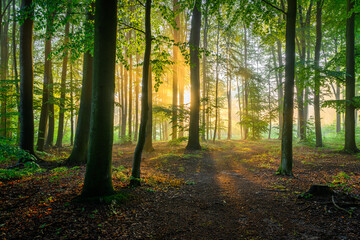 Sunny morning in green beech forest