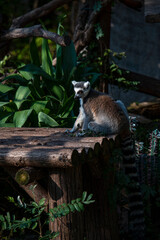 Obraz premium Ring-tailed lemurs sat on a wooden platform