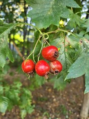 Bright Red Hawthorn Berries Hanging on a Branch (Autumn Nature Close-up)