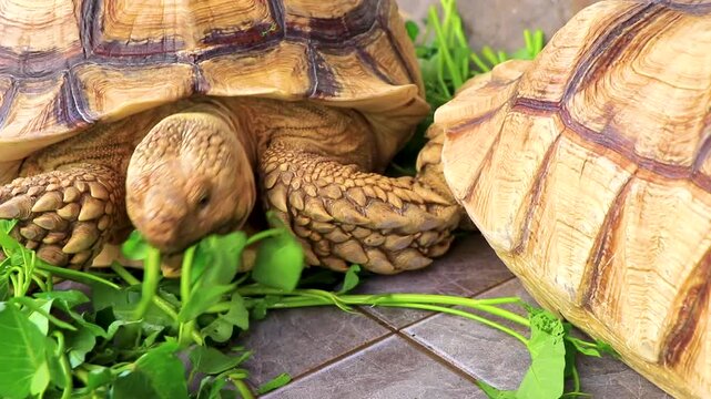 Large tortoises land turtles eat greens in Patong Phuket Thailand.