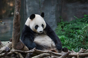 Obraz premium The adorable giant pandas in their daily lives