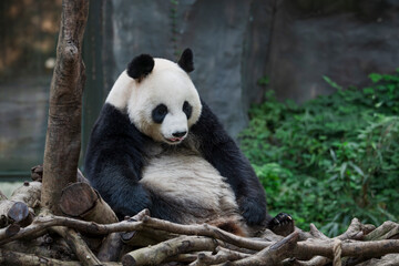 Fototapeta premium The adorable giant pandas in their daily lives