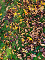 Texture Fallen Leaves, Texture of the submitted sheets, autumn wallpaper