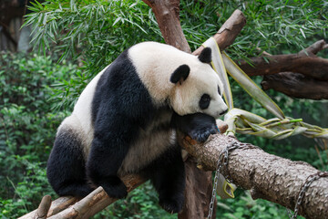 The adorable giant pandas in their daily lives