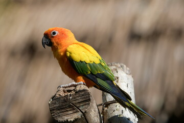 Brightly colored parrots perched on the tree