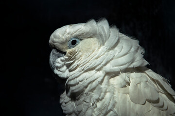 A close-up of an elegant white parrot