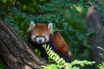 Red pandas inhabit the green trees.