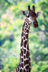 Close-up of the neck of an African giraffe