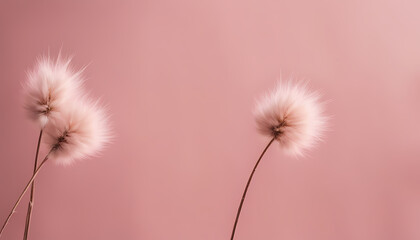 Fluffy flowers gently swaying against a soft pink background in a serene and calm setting Generative AI