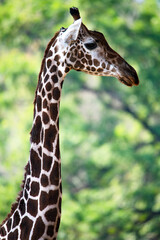 Close-up of the neck of an African giraffe
