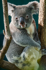 The adorable koalas in the tree