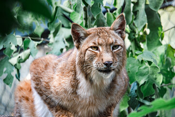 Close-up of a lynx in the forest