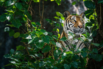 Jungle Leaf Sentinel