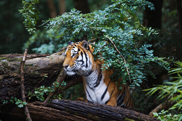 Forest Canopy Hunter