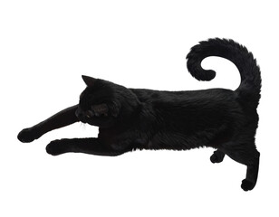 Black Cat Silhouette Arching on Fence, Angled View, Isolated