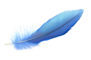 Blue feather isolated on black isolated on a transparent background
