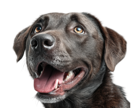 Happy black labrador dog portrait high-quality isolated on transparent background