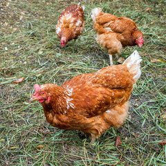 Red free-range domestic chickens. Poultry.