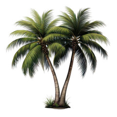 Obraz premium pair of palm trees isolated on a white background.