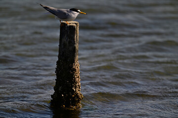 Zwergseeschwalbe // Little tern (Sternula albifrons) - Narta lagoon, Albania