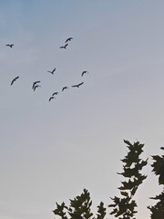 Twilight Serenity ... Ascension ... The Flock / The Soaring Flock ... Fleeting Freedom
