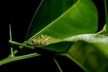 green caterpillar butterfly with old leaf on black background
