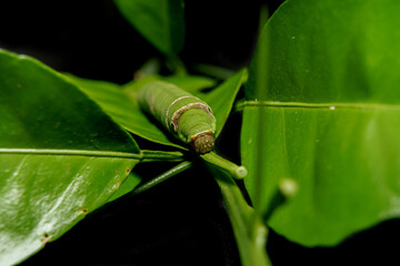 green caterpillar butterfly with old leaf on black background