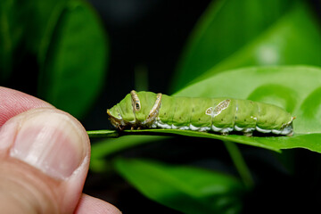 green caterpillar butterfly with old leaf on black background