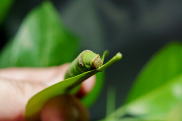 green caterpillar butterfly with old leaf on black background