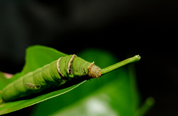 green caterpillar butterfly with old leaf on black background