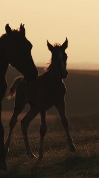 Wild horse with foal running across sunrise hills symbolizing freedom, motherhood, strength and connection with nature. Scenic wildlife moment filled with energy, love, spirit and morning light.